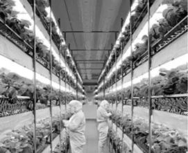 全球氣候變化下的海洋異常與水產養殖危機